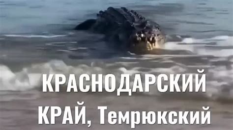 Крокодил в черном море