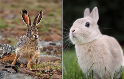 Кролик и заяц в чем разница