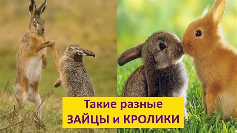Кролик и заяц в чем разница