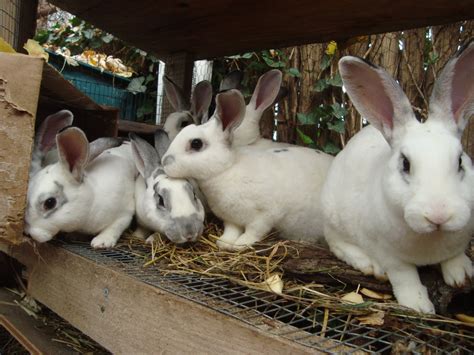 Кроликов