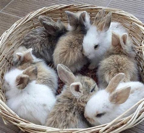 Кроликов