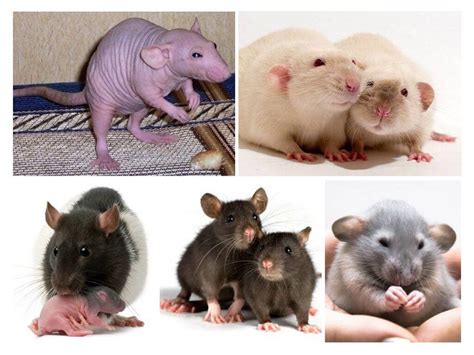 Крысы сколько живут