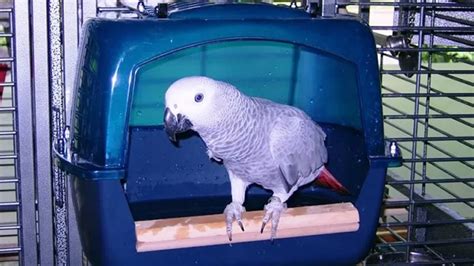 Купалка для попугая