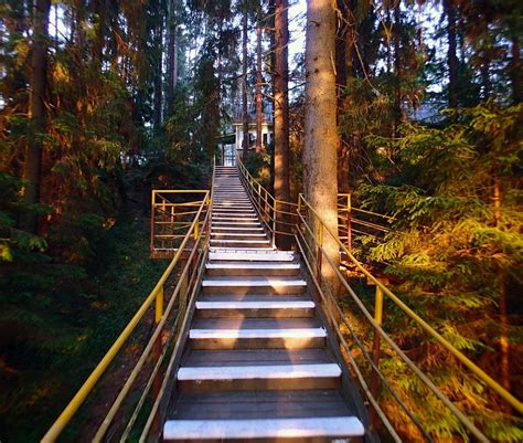 Лестницы в лесу
