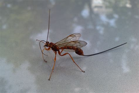 Летающий муравей