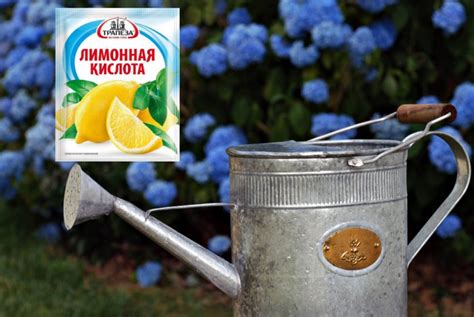 Лимонная кислота для гортензии пропорции полива