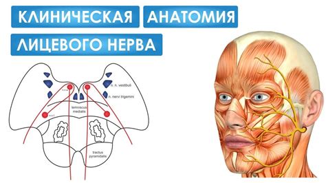 Лицевой нерв анатомия