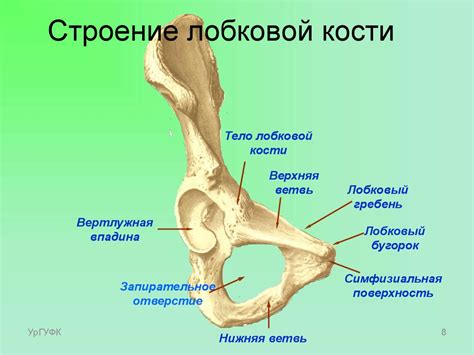 Лобковая кость у женщин