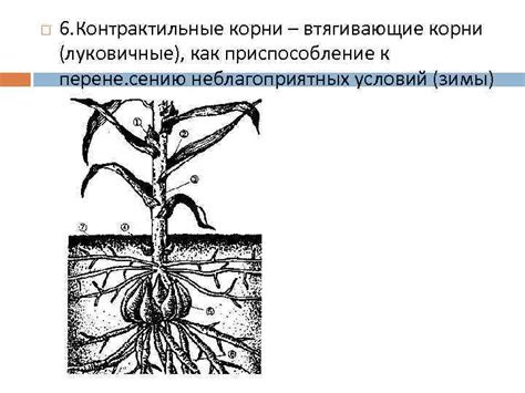 Метаморфозы корня