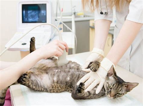 Можно ли стерилизовать беременную кошку