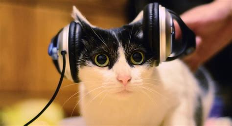 Музыка для кошек