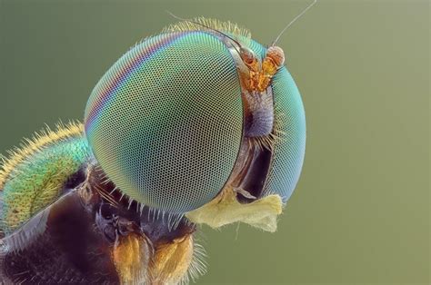 Муха под микроскопом фото