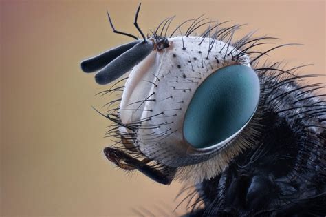 Муха под микроскопом фото