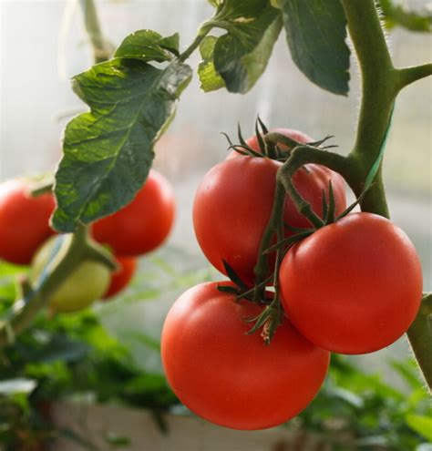 Нужно ли поливать помидоры в период созревания плодов в открытом грунте в жару