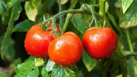 Нужно ли поливать помидоры в период созревания плодов в открытом грунте в жару