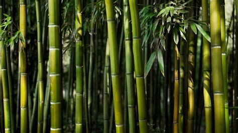 Обои бамбук