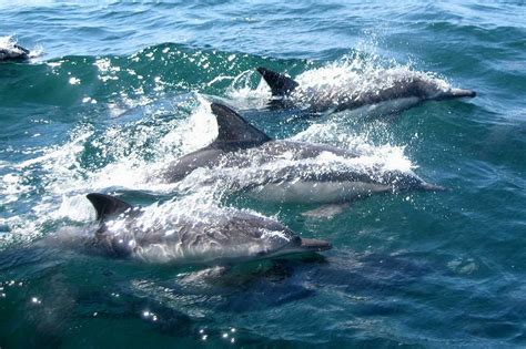 Опасны ли дельфины для человека в черном море