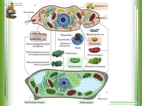 Опишите роль воды в клетке и организме растений животных грибов