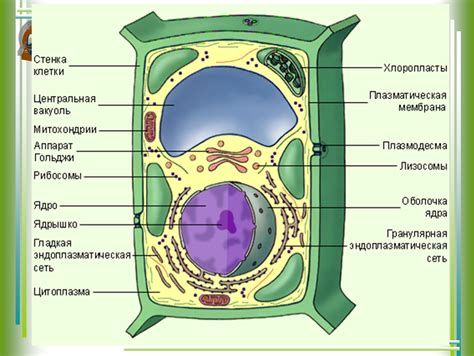 Опишите роль воды в клетке и организме растений животных грибов
