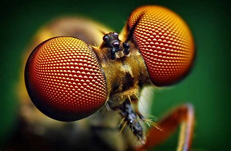 Определить насекомое по фото онлайн бесплатно