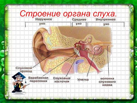 Органы слуха