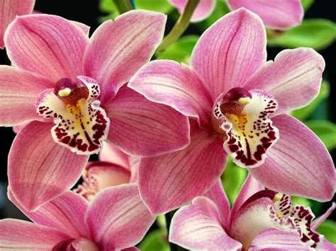 Орхидеи виды фото и названия