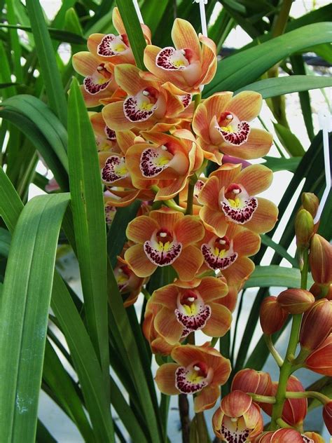 Орхидеи виды фото и названия