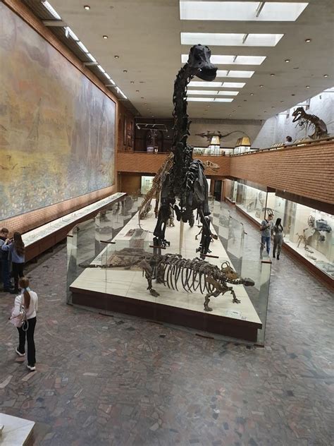 Палеонтологический музей имени ю а орлова ран москва
