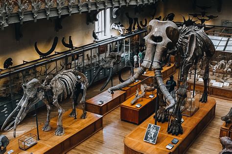 Палеонтологический музей имени ю а орлова ран москва