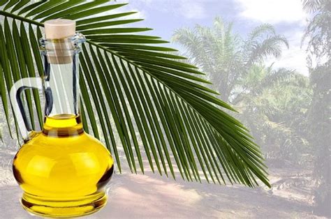 Пальмовое масло из чего производят