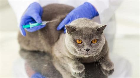 Первая прививка котенку в каком возрасте