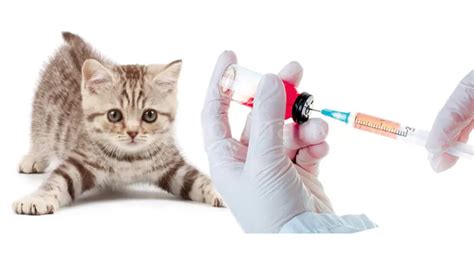 Первая прививка котенку в каком возрасте