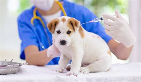 Первые прививки щенкам
