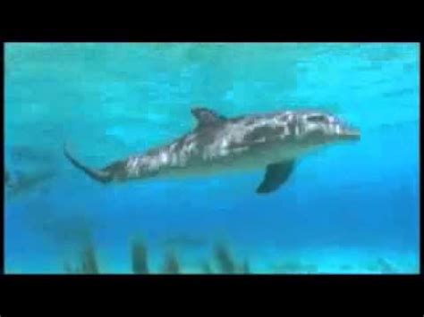 Песня все дельфины в ураган уплывают в океан слушать