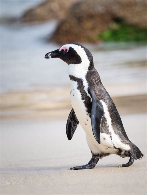 Пингвины в африке