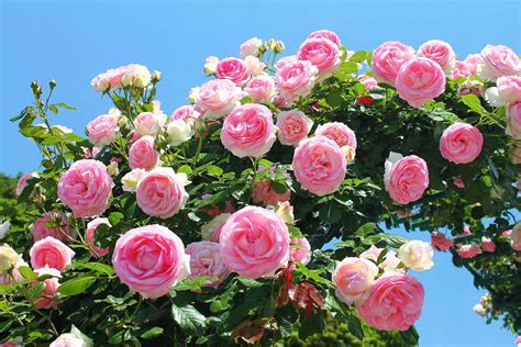 Плетистые розы сорта с фото и названиями