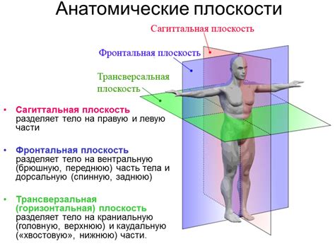 Плоскость которая делит тело человека на правую и левую части