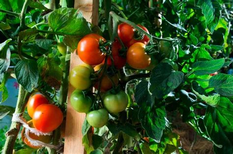 Подкормить помидоры во время цветения и завязывания плодов