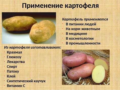 Польза картофеля для организма