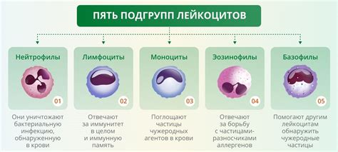 Пониженные лейкоциты в крови у женщин причины