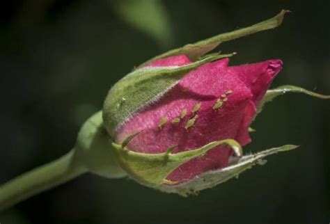Почему не цветет роза в саду и что делать