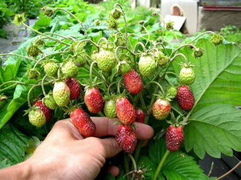 Почему ягоды клубники корявые