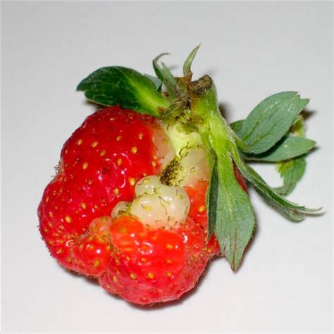 Почему ягоды клубники корявые