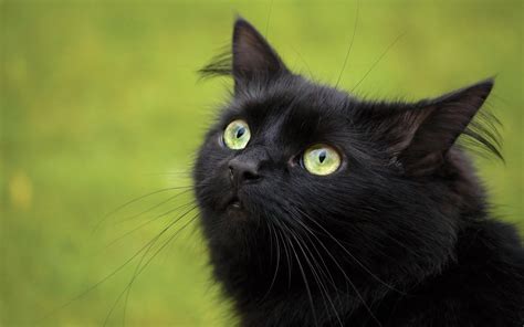 Приснился черный кот