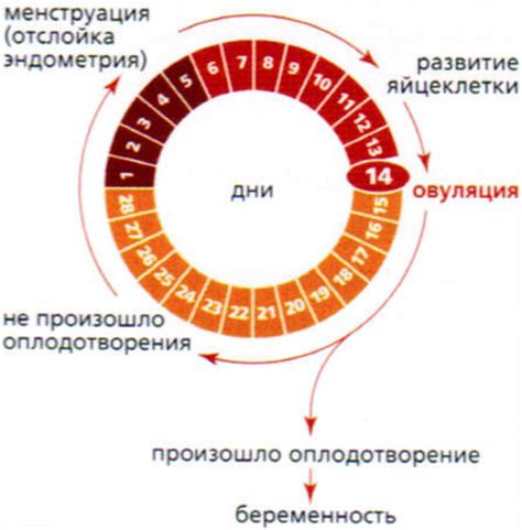Продолжительность цикла месячных