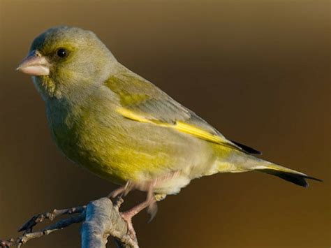 Птица с желтой грудкой похожа на воробья