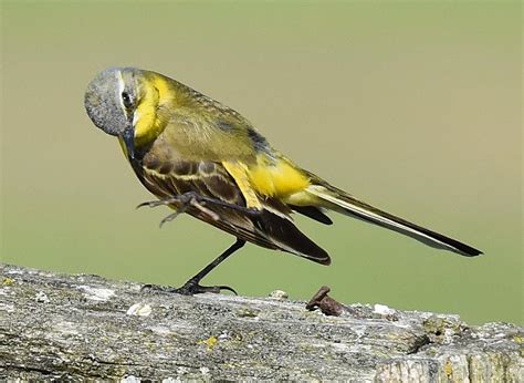 Птица с желтым брюшком