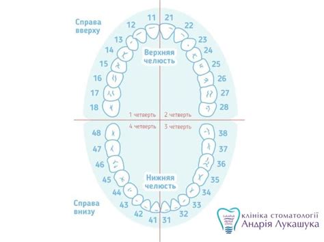 Расположение зубов по номерам у взрослых в стоматологии