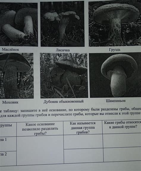 Рассмотрите изображения шести представителей мира грибов предложите основание согласно которому впр