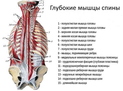 Растяжение мышцы